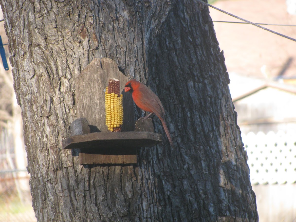 cardinal (male)