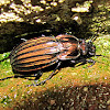 golden ground beetle