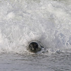 Elefante marino (Southern elephant seal)
