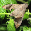 Mournful sphinx moth