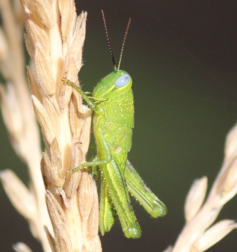 Giant Grasshopper nymph?