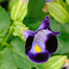 torenia or wishbone flower