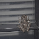 Gray Tree Frog