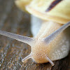 Grove Snail with one band