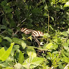 Zebra Heliconian