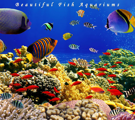 Aquarium Live Wallpaper 2.3 Apk, Free Entertainment Application – APK4Now