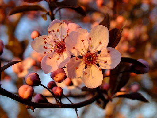 免費下載個人化APP|spring wallpaper app開箱文|APP開箱王