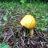 Amanita Mushroom