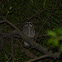 領角鴞 / Collard Scops Owl