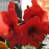 amaryllis or belladonna lily