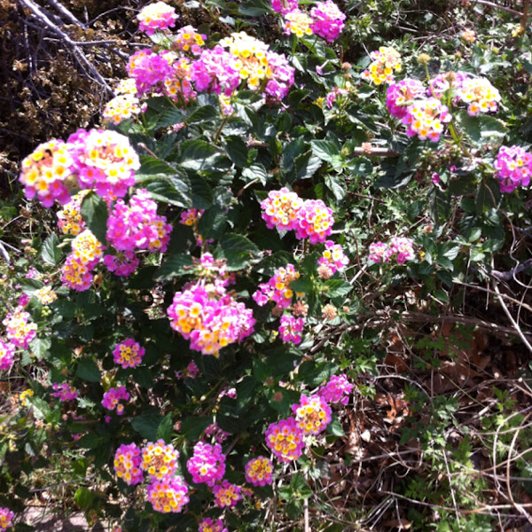 Buy Pink Lantana Flowers Plant Online
