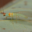 Lacewing ?