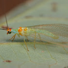 Lacewing ?