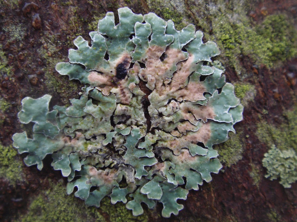 Common Greenshield Lichen