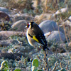 Goldfinch; Jilguero