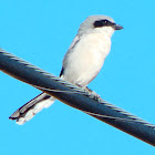 Loggerhead shrike