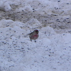 Common Redpoll