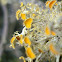 Gold-eye lichen