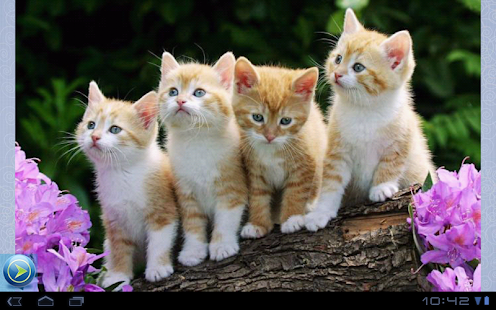 Kittens Pictures 1000 Android Apps on Google  Play