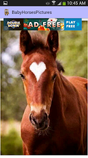 Baby Horses Pictures Screenshots 4