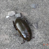 Water Scavenging Beetle
