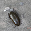 Water Scavenging Beetle