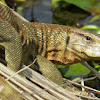 bengal monitor Lizard