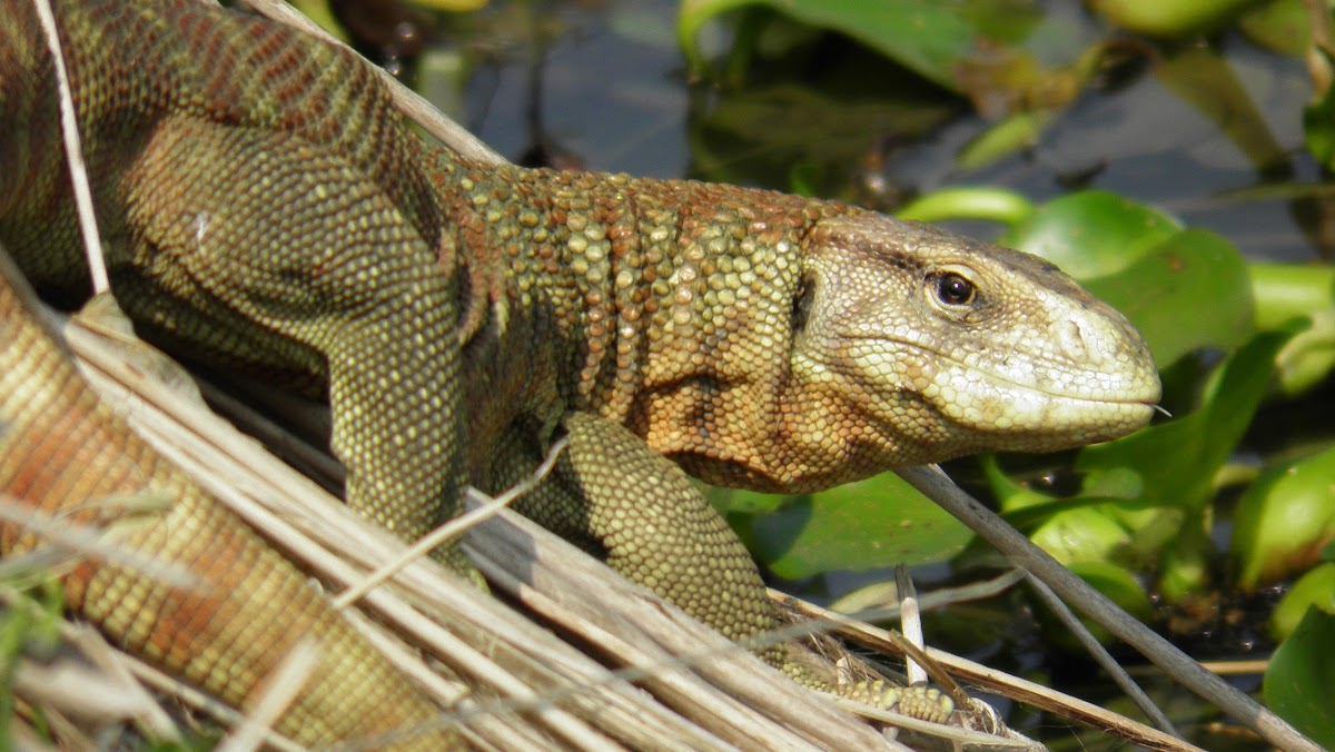 bengal monitor Lizard