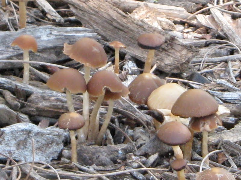 Mystery Mushrooms, maybe Psathyrella?
