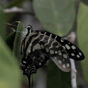 Large Striped Swordtail