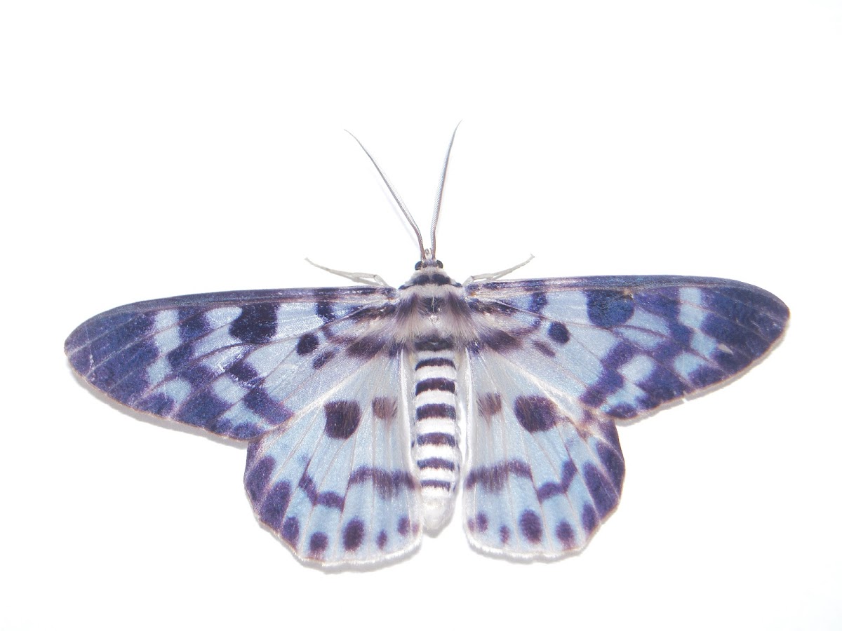Blue Tiger Moth