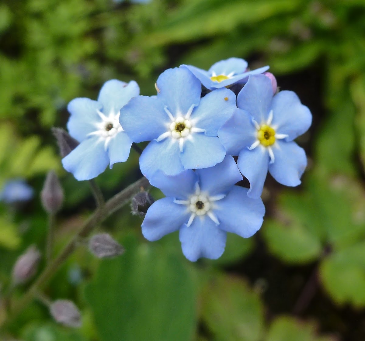 Forget-me-not