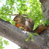 Western Fox Squirrel