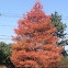 Red Pine Tree