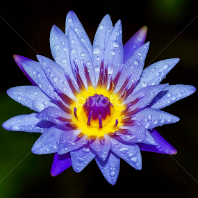 by Asher Jr Salvan - Flowers Single Flower