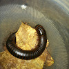 Giant north american millipede