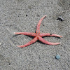 Sea Star