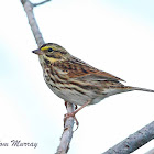 Savannah Sparrow