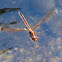 Needham's Skimmer dragonfly (female, oviposition, in flight)