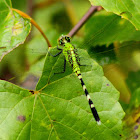 Eastern Pondhawk Dragonfly (female)