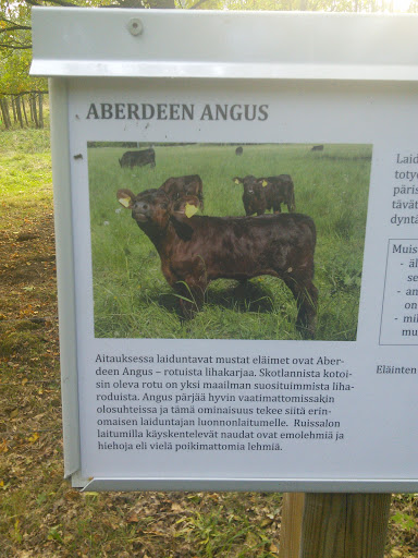 Aberdeen Angus 2