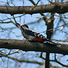 Great Spottet Woodpecker
