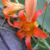 Tiger Lily