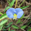 Commelina erecta