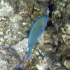 Blue Goatfish