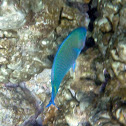 Blue Goatfish