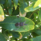 Leaf footed stink bug