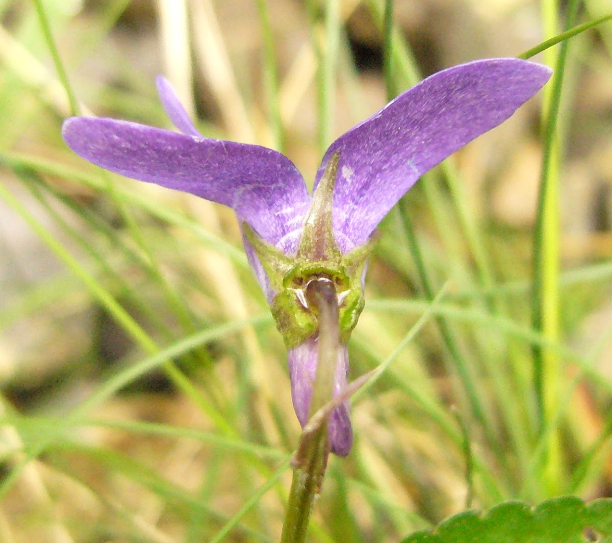 violeta común