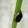 Green june beetle