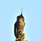 Anna's Hummingbird